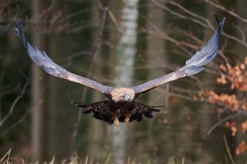 Golden eagle in flight (Aquila chrysaetos) Bavaria, Germany, Europe
