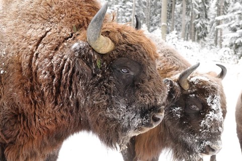 Two bison with snow-covered fur standing in the snowy forest, bison (Bos bonasus), Bavarian Forest