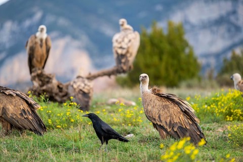 Gathering of griffon vultures (Gyps fulvus) at a flowering meadow in autumn, Pyrenees, Catalonia,