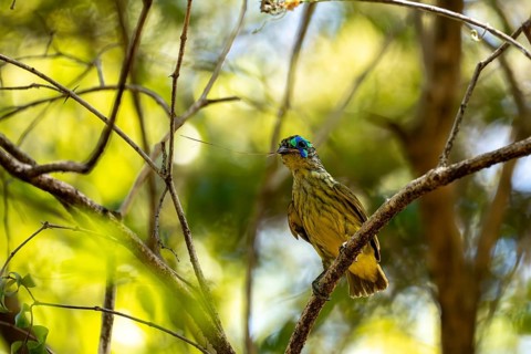 Yellow-bellied jala (Philepitta schlegeli), male, has a blade of grass in his beak for nest