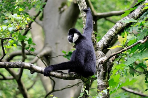 Northern white-cheeked gibbon (Nomascus leucogenys), adult, male, on tree, alert, feeding search