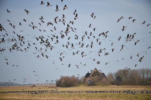White-fronted Geese, Barnacle Geese, (Branta leucopsis) flying near Westerhever,