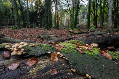 Sulphur tuft (Hypholoma fasciculare), Emsland, Lower Saxony, Germany, Europe