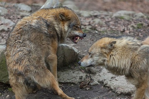 Social behaviour between two adult eurasian gray wolves (Canis lupus lupus), showing hierarchy