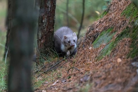 One beech marten (Martes foina) running thru a forest of pines. Trees and undergrowth around