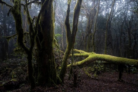 Cloud forest, laurel forest, Garajonay National Park, UNESCO World Heritage Site, La Gomera, Canary