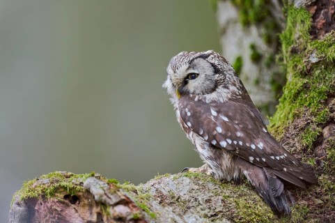 Great Horned Owl (Aegolius funereus) Bavaria, Germany, Europe
