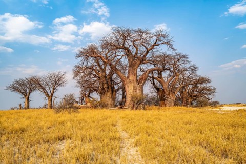 Babobabs on the edge of a salt pan, Baine's Baobabs, Nxai Pan National Park, Botswana, Africa