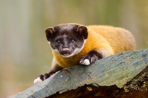 Yellow-throated marten (Martes flavigula) on an old tree trunk, Germany, Europe
