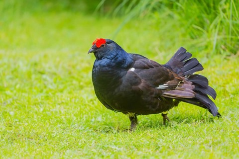 A male Black Grouse (Tetrao tetrix) during courtship display