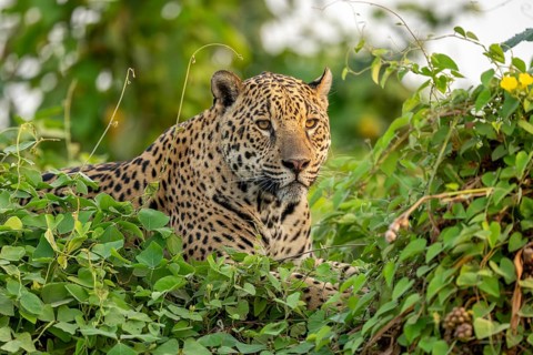 Jaguar (Panthera onca), North Pantanal, Barão de Melgaço, Joselândia, Mato Grosso, Brazil, South