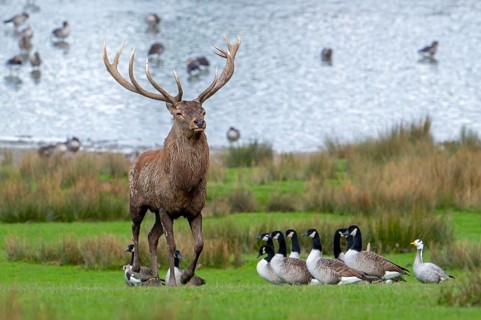 Red deer (Cervus elaphus) stag with big antlers walking on lake shore with geese during rut in