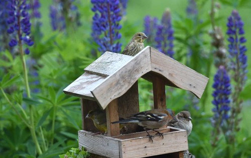 Songbirds at the birdhouse with lupins, (Lupinus)