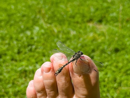 Onychogomphus forcipatus (Onychogomphus forcipatus) sitting on foot toe, Lake Neubeur, Bavaria,