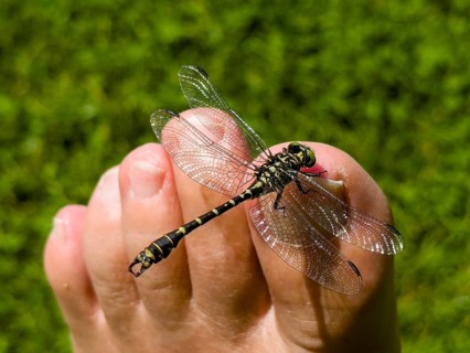 Onychogomphus forcipatus (Onychogomphus forcipatus) sitting on foot toe, Lake Neubeur, Bavaria,