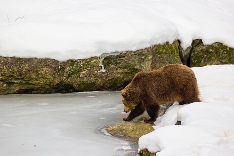 One male eurasian brown bear (Ursus arctos arctos) stands in deep snow ashore a frozen pond