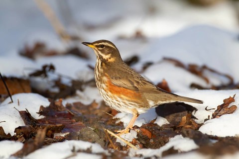 Redwing (Turdus iliacus) adult bird in a snow covered woodland in winter, England, United Kingdom,