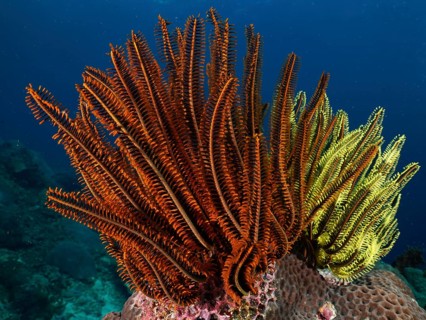 Magnificent red and yellow feather stars, Bushy feather star, Variable feather star (Comaster