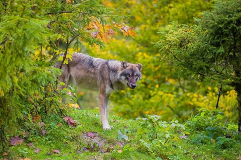An adult male eurasian gray wolf (Canis lupus lupus) stands on hilly terrain on a green meadow at
