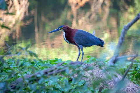 A marbled heron (Tigrisoma lineatum) in the Ciudad Universitaria Nature Reserve, Buenos Aires,