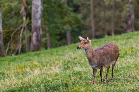 One female Manchurian sika deer or Dybowski's sika deer (Cervus nippon mantchuricus or Cervus