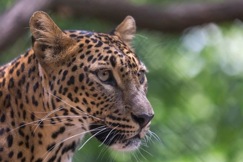 One Sri Lanka Leopard, Panthera pardus kotiya, sideview portrait