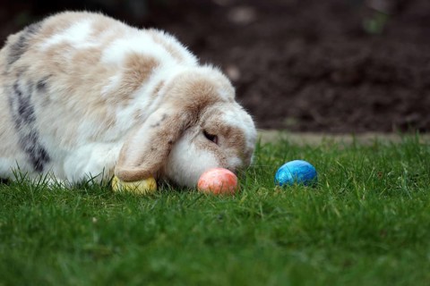 Rabbit (Oryctolagus cuniculus domestica), Easter, ram rabbit, colourful, cute, A rabbit with floppy