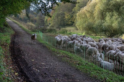 A herd of Merinoland sheep on fenced pasture, one sheep standing outside the fence, Thuisbrunn,