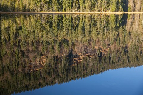 Lake Großer Arbersee in autumn. The surrounding forest is reflected in the mirror like surface of