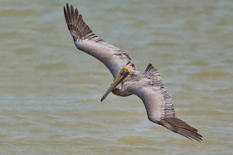 Brown Pelican, (Pelecanus occidentalis), Brown Pelican, approaching to fish in the sea, Flamingo,