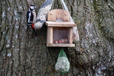 Great spotted woodpecker (Dendrocopos major) eating bird food on a lime tree