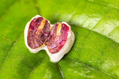 Sliced cocoa bean, cocoa (Theobroma cacao), Costa Rica, Central America