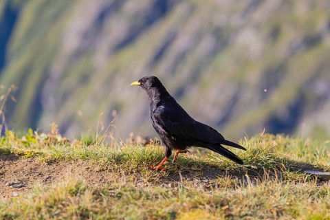 One young Alpine chough or yellow-billed chough (Pyrrhocorax graculus) stands on grass in the