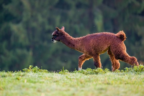 A young brown Alpaca (Vicugna pacos) runs on a green meadow