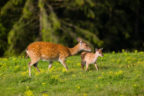 One female Manchurian sika deer or Dybowski's sika deer (Cervus nippon mantchuricus or Cervus