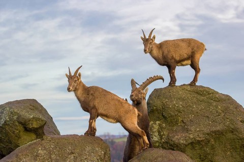 Two ibex (Capra ibex), a male and a female, stand on a rock. The male shows some flehming and