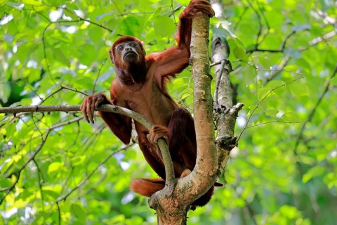 Brown howler (Alouatta guariba), adult, on tree, alert, South America