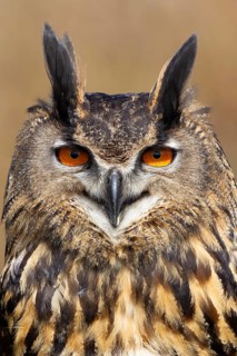 Indian eagle owl (Bubo bengalensis) adult bird head portrait, England, United Kingdom - Captive