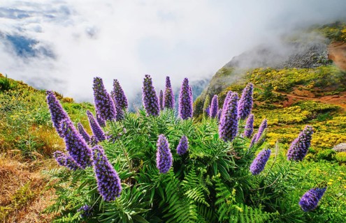 Madeira landscape with Pride of Madeira flowers and blooming Cytisus shrubs and mountains in clouds