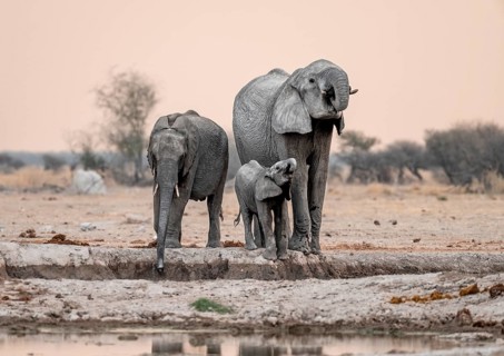 African elephant (Loxodonta africana), mother with young, drinking at a waterhole, at sunset, Nxai
