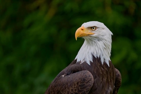 Bald eagle (Haliaeetus leucocephalus) captive, Lower Saxony, Germany, Europe