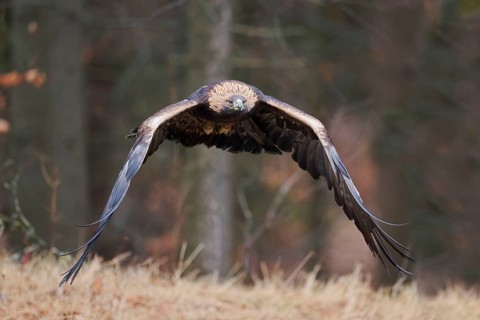 Golden eagle in flight (Aquila chrysaetos) Bavaria, Germany, Europe