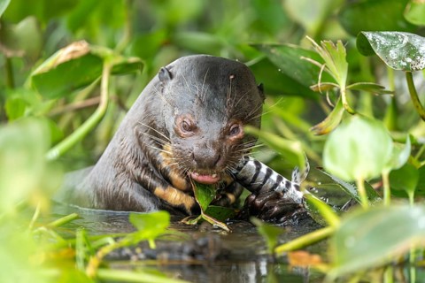 Giant otter (Pteronura brasiliensis), feeding on fish, North Pantanal, Barão de Melgaço,