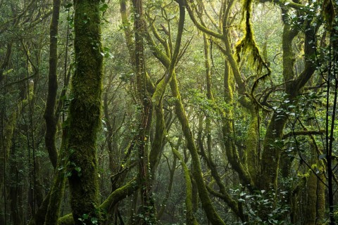 Laurel trees with mosses and lichens. Garajonay National Park, La Gomera, Canary Islands, Spain,