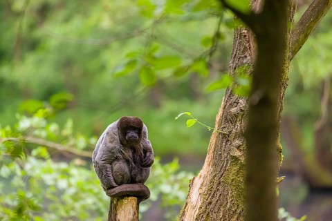 A common woolly monkey, brown woolly monkey, or Humboldt's woolly monkey (Lagothrix lagothricha)
