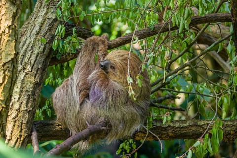 A Linnaeus's two-toed sloth (Choloepus didactylus) hangs down from a branch of a tree