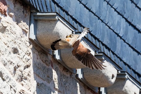 Common Kestrel (Falco tinnunculus), adult male clinging to a swift's artificial nesting box, trying