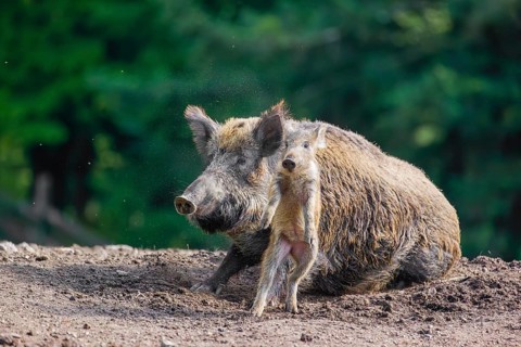 An adult wild boar or wild pig (Sus scrofa), throws a piglet up with its snout