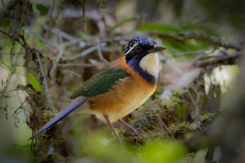 Bird, Pitta-like Ground Roller in the mountain cloud forests of Mantadia National Park in eastern