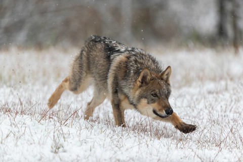 One young male eurasian gray wolf (Canis lupus lupus) running towards the camera over a snow